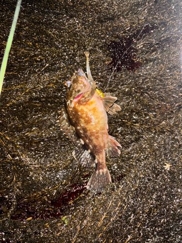 カサゴの釣果