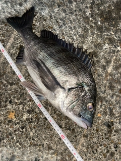 クロダイの釣果