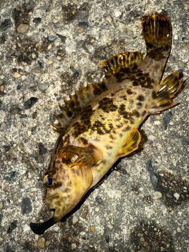 タケノコメバルの釣果