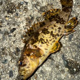 タケノコメバル