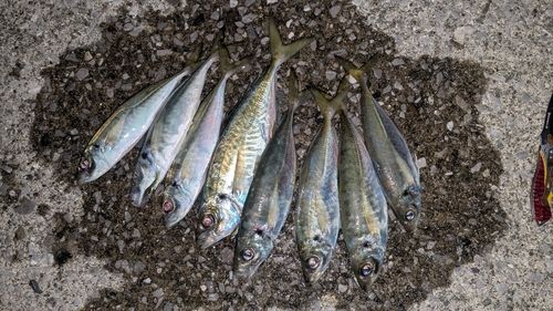マアジの釣果