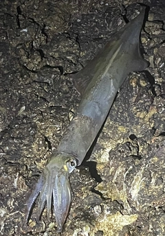 ヤリイカの釣果