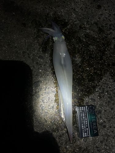 ヤリイカの釣果