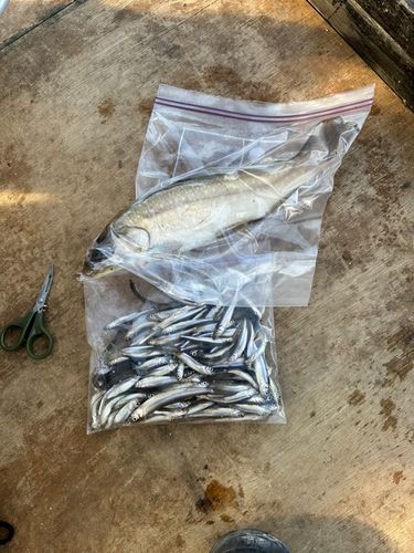 ワカサギの釣果