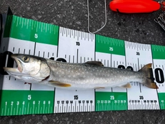 アメマスの釣果