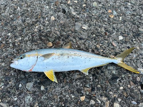 ヒラマサの釣果