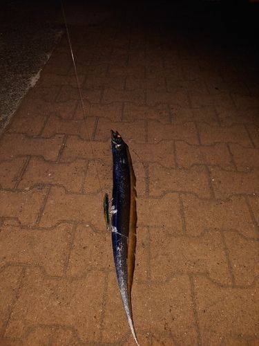 タチウオの釣果