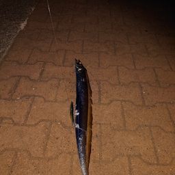 タチウオ