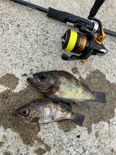 メバルの釣果