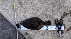 マコガレイの釣果