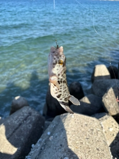 ヒガンフグの釣果