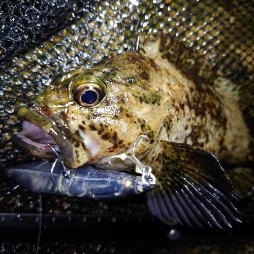 ムラソイの釣果