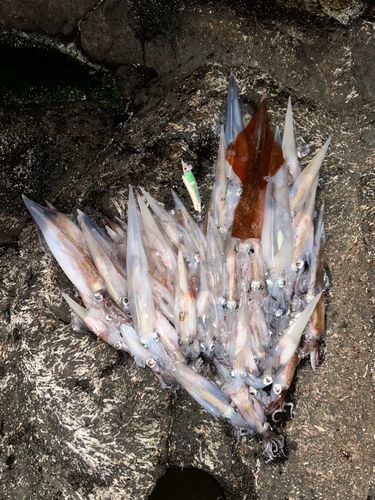 ヤリイカの釣果