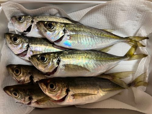 マアジの釣果
