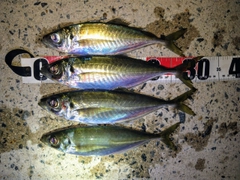 アジの釣果