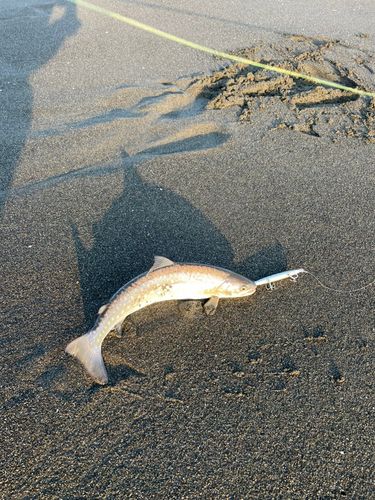 アメマスの釣果