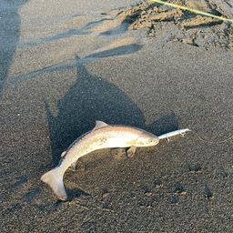 アメマス