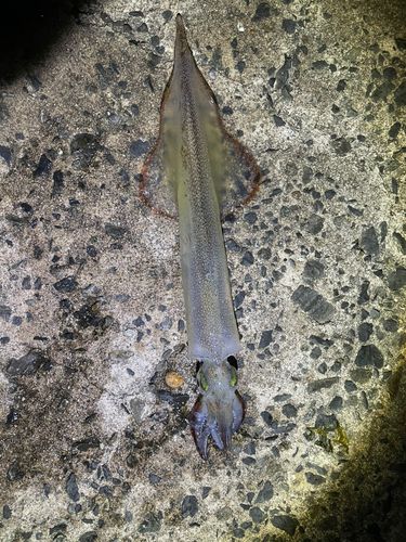 ヤリイカの釣果
