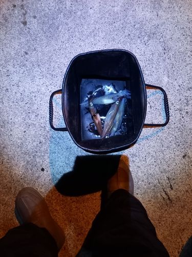 ヤリイカの釣果