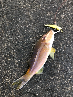オジサンの釣果