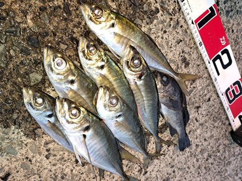 アジの釣果