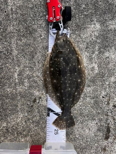 ソゲの釣果