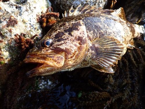 タケノコメバル