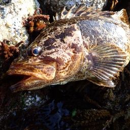 タケノコメバル