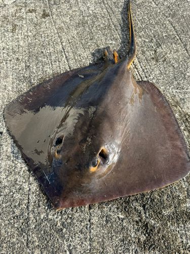 エイの釣果