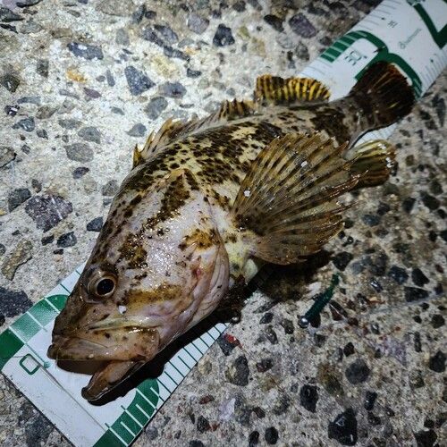 タケノコメバルの釣果