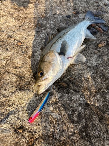 セイゴ（マルスズキ）の釣果