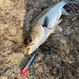 セイゴ(マルスズキ)