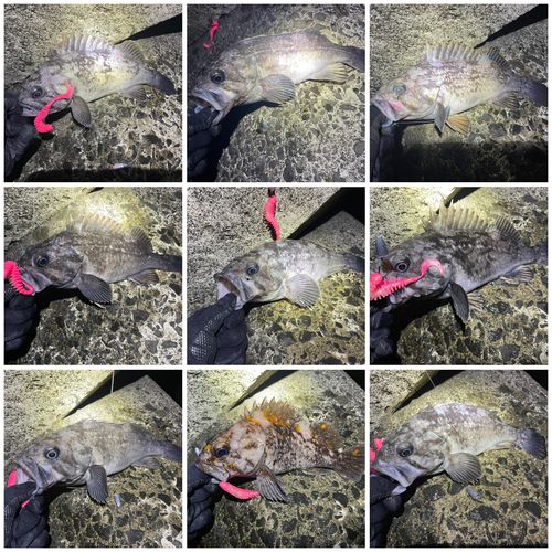 クロソイの釣果