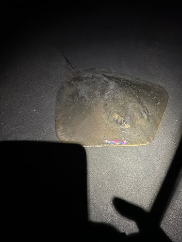 ヒラタエイの釣果