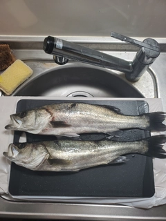 シーバスの釣果