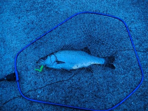 ヒラスズキの釣果