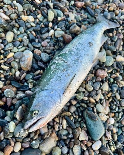 サクラマスの釣果