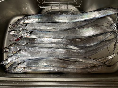 タチウオの釣果
