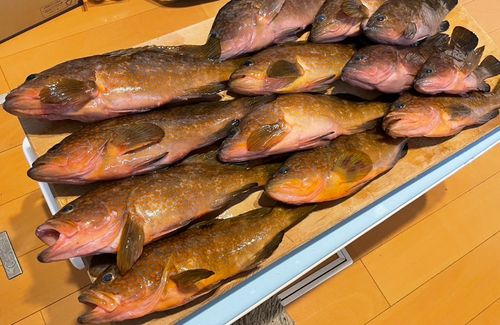 キジハタの釣果