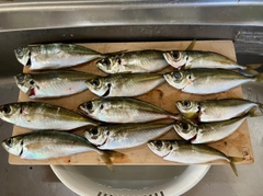 マアジの釣果