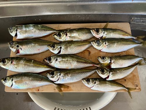 マアジの釣果