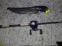 ナマズの釣果