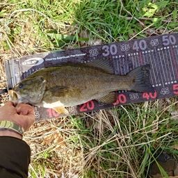 スモールマウスバス