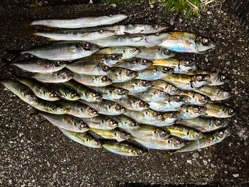 アジの釣果