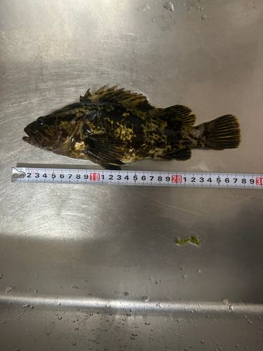 タケノコメバル