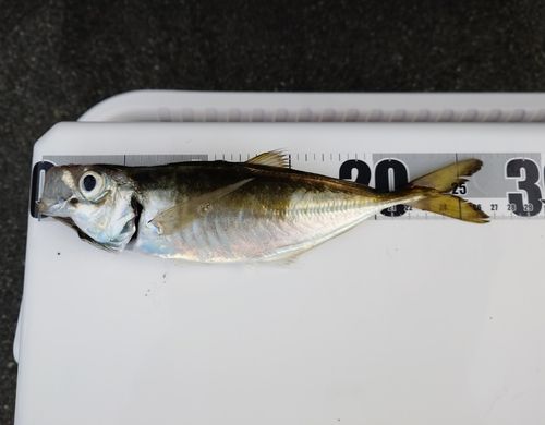 マアジの釣果