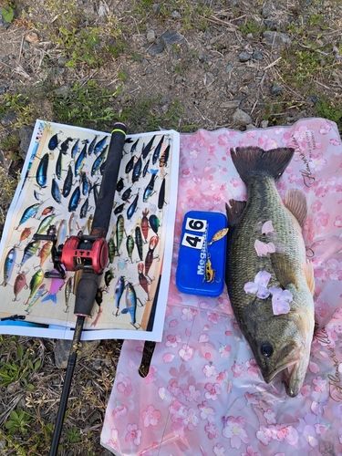 ブラックバスの釣果