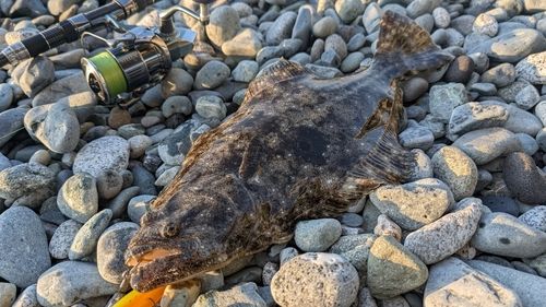 ヒラメの釣果
