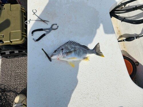キビレの釣果