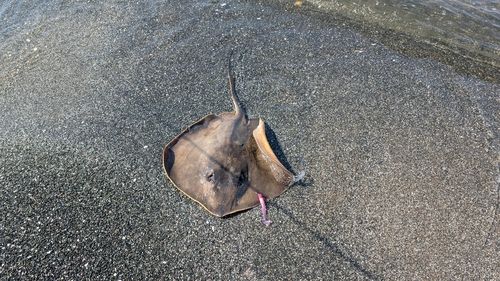 アカエイ